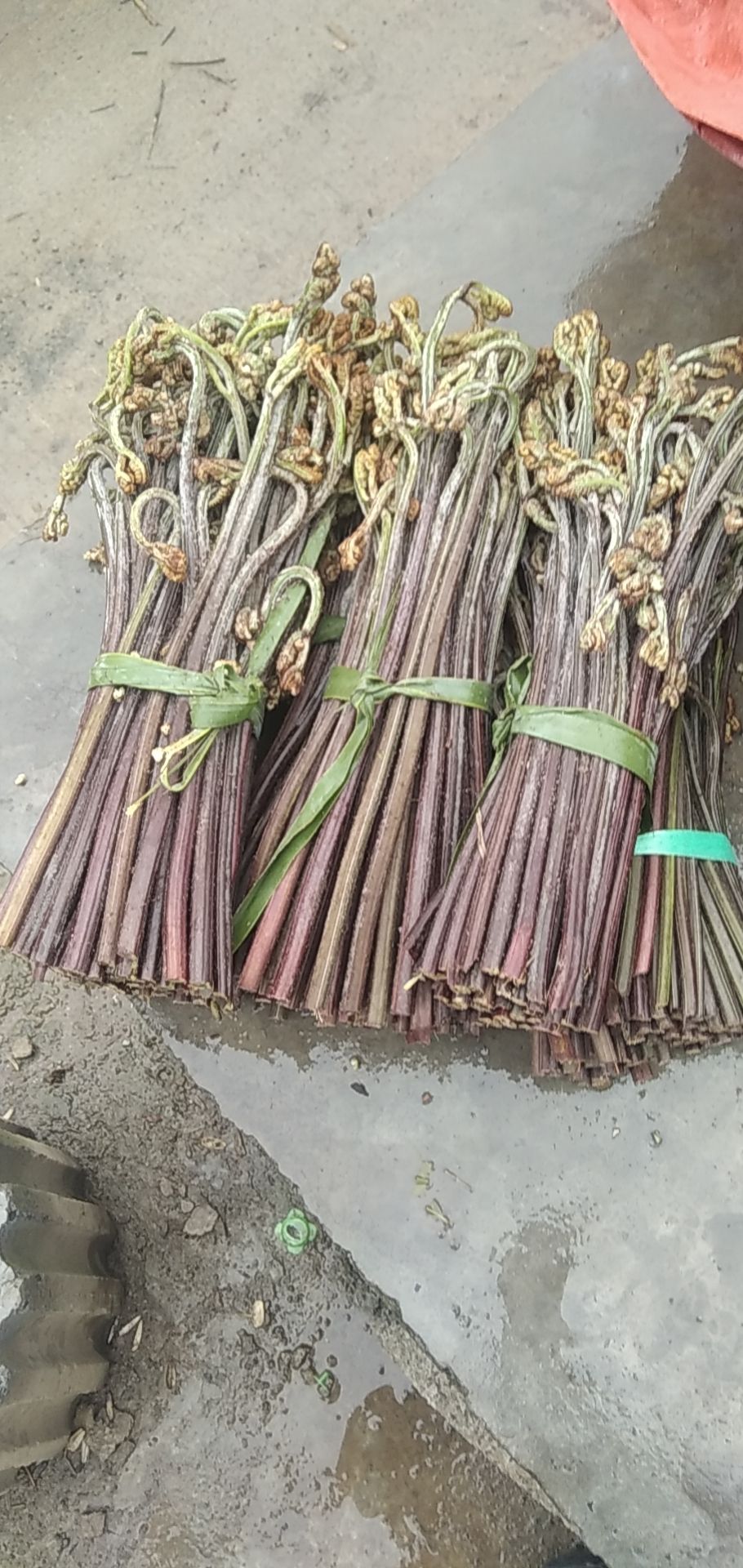  贵州新鲜嫩蕨菜蕨薹猫爪菜龙爪菜野生蔬菜可炒可凉拌