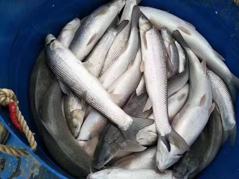 草鱼苗   金丝草鱼苗  皖鱼苗