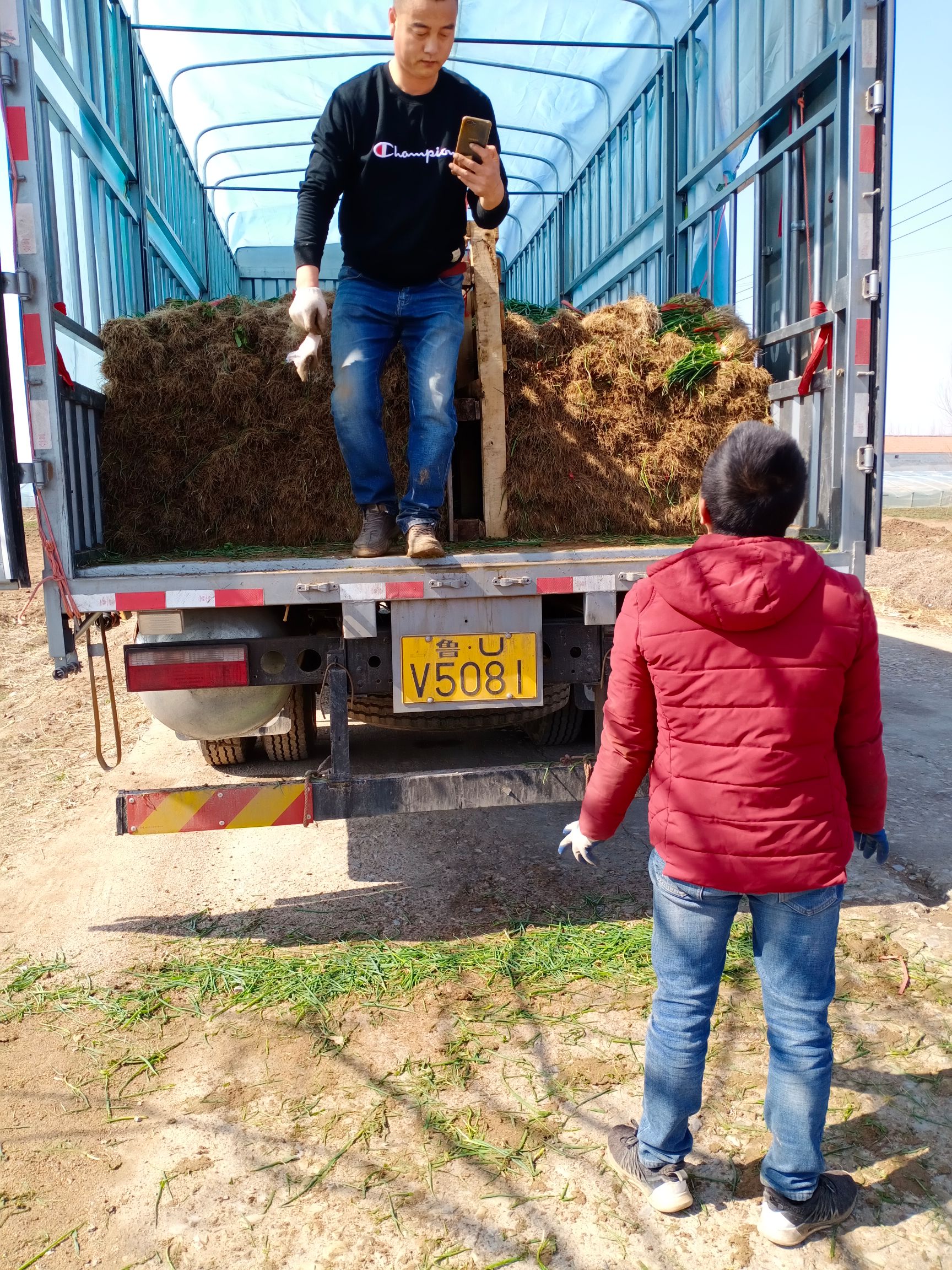 铁杆大葱苗  日本铁杆钢葱葱苗。保证质量，欢迎选购