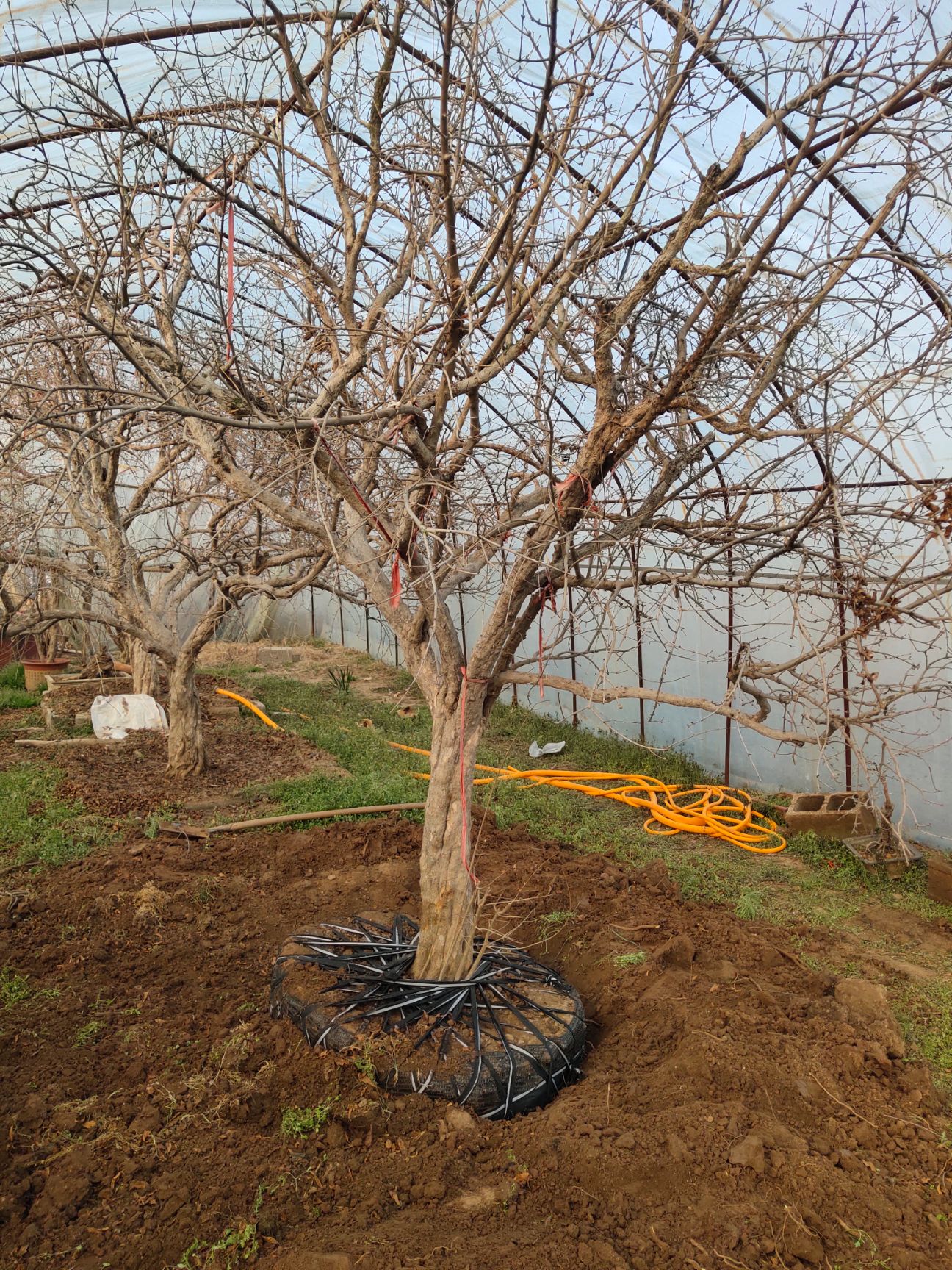 盆栽造型石榴树