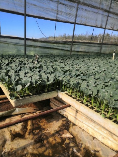 包菜苗  牛心甘蓝苗，茶氏育苗有限公司，常年供应各种各样牛心