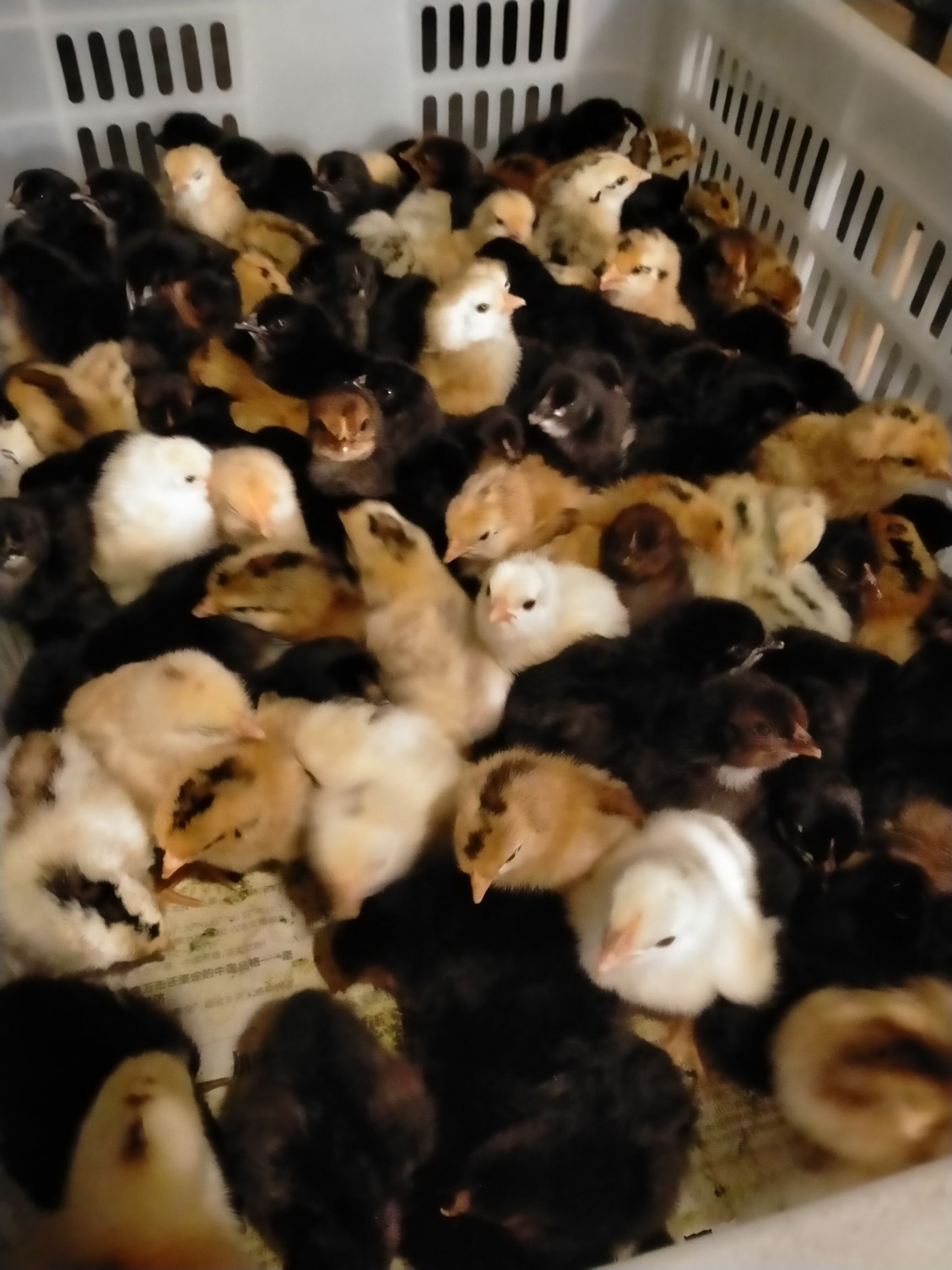 黑鸡苗  〖10000送100〗五黑鸡，黑凤土鸡苗