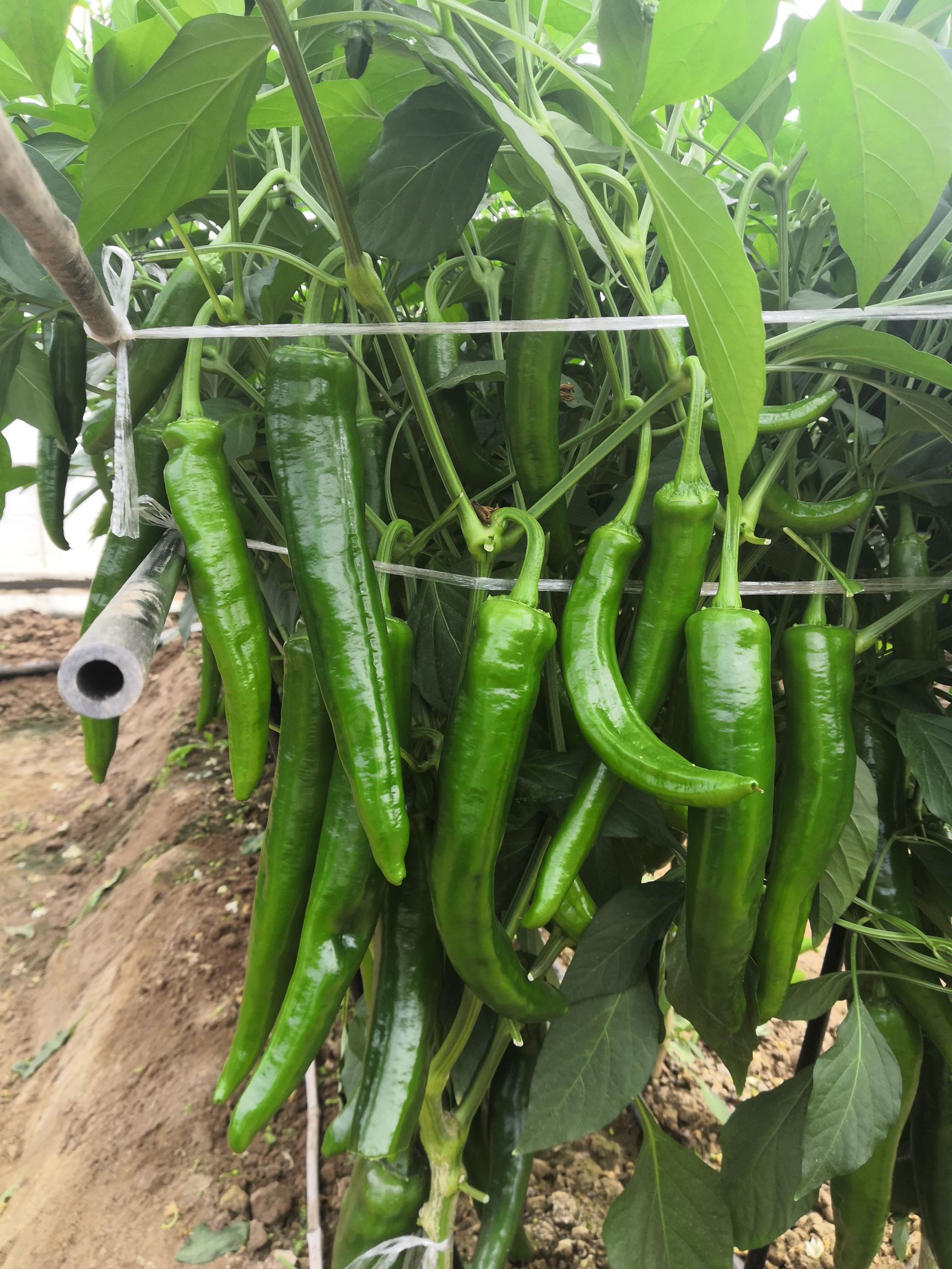 尖椒种子  瀚海青川，大青皮，高产抗病 ，挂果量大