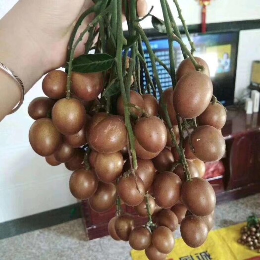 灵山县黑黄皮果苗