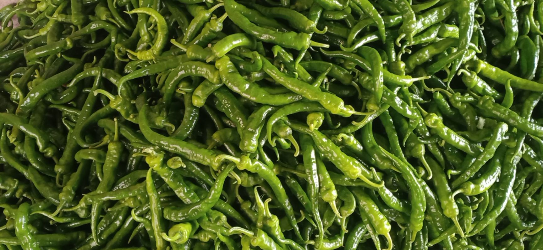 辣椒  大量棘椒上市欢迎各位老板过来釆购