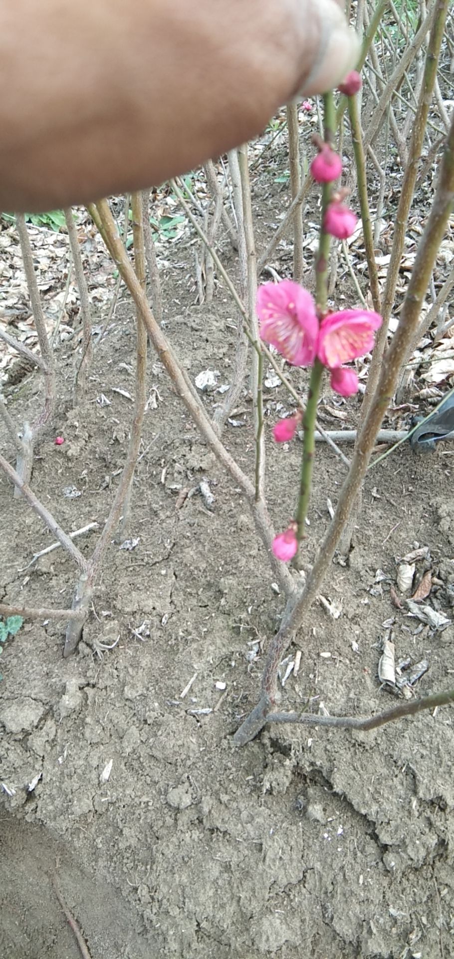 梅花  红梅，，红梅，绿梅，宫粉，朱砂等等多个品种