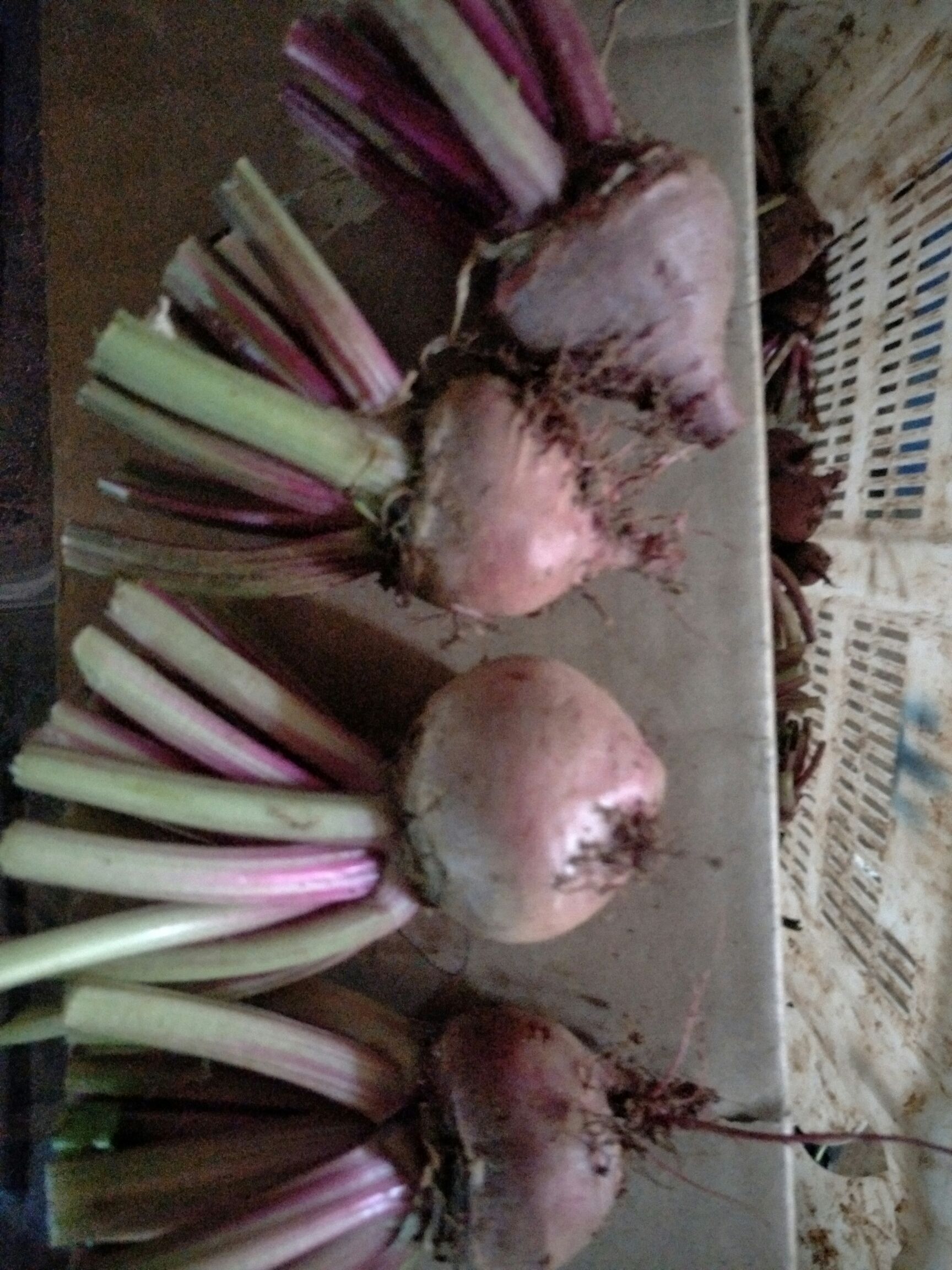 三色堇，火红苗，冰草，板蓝根，藏红花等等一系列产品全年供应。