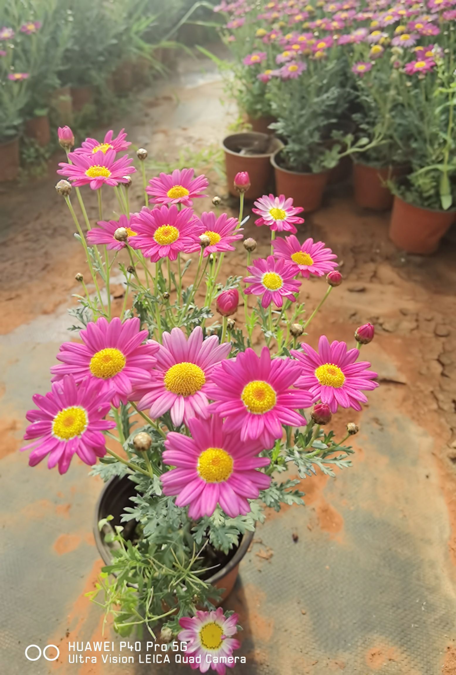 玛格丽特花  玛格丽特