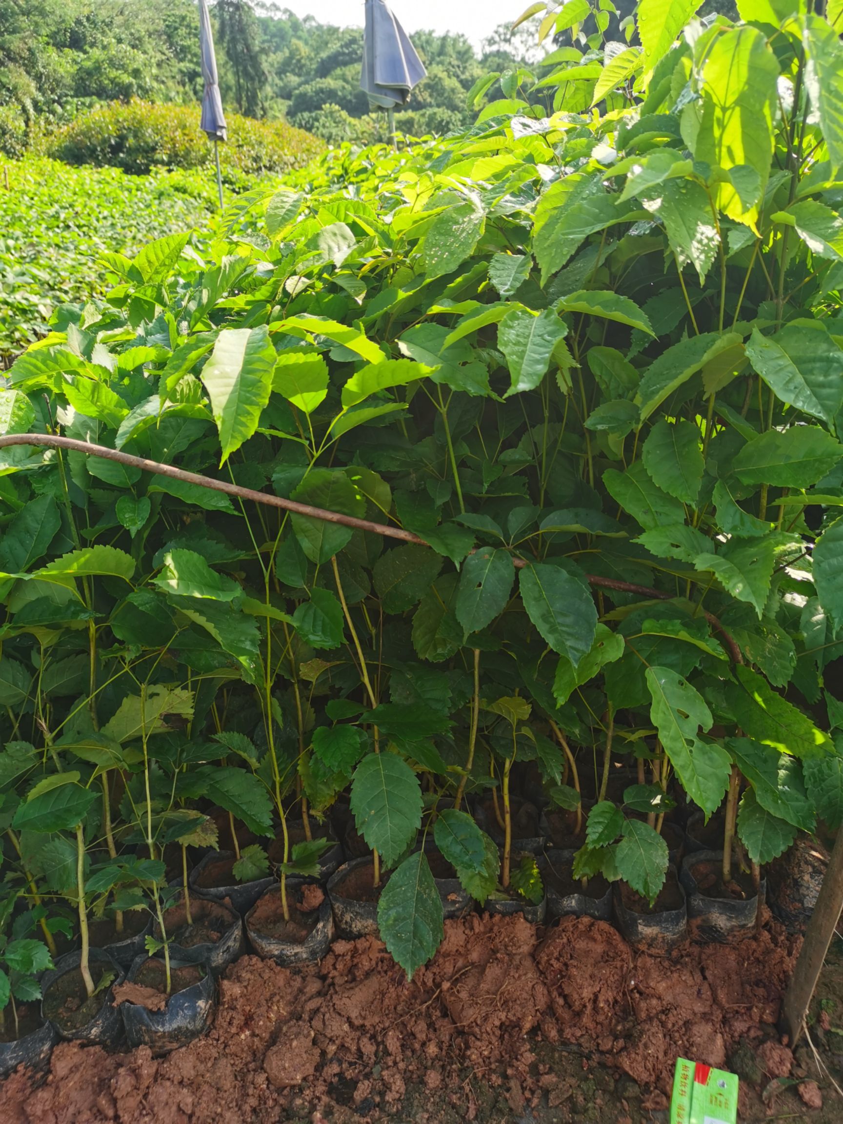 紫花风铃木  风铃木