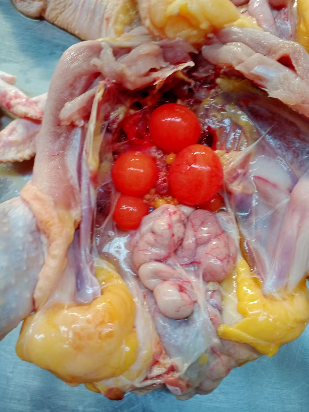 土鸡 大别山散养黄油老母鸡，净重2.4斤，36元/只