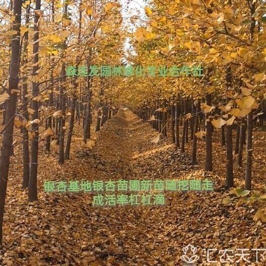 银杏树苗  中国银杏基地银杏苗圃大小银杏新苗包邮