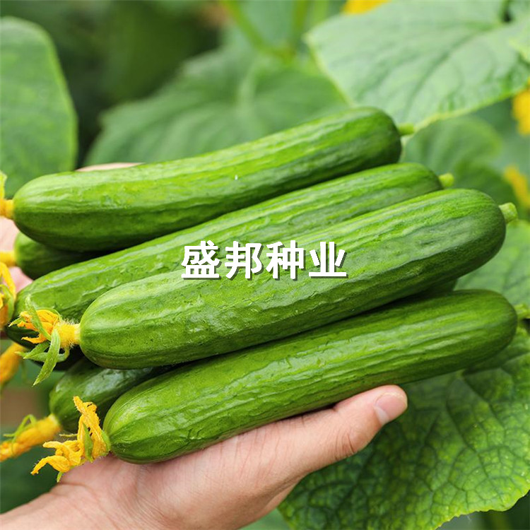 水果黄瓜种苗 大刺溜旱黄瓜苗