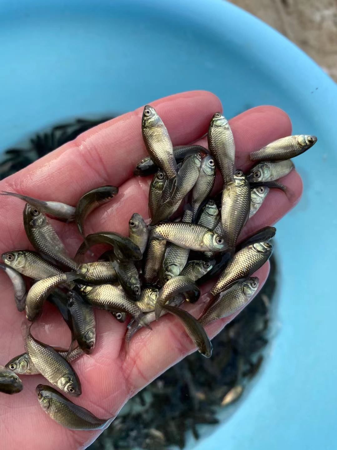 鱼苗鲫鱼苗、中科三号，中科五号鲫鱼苗、白金鲫鱼苗，青龙鲫鱼苗