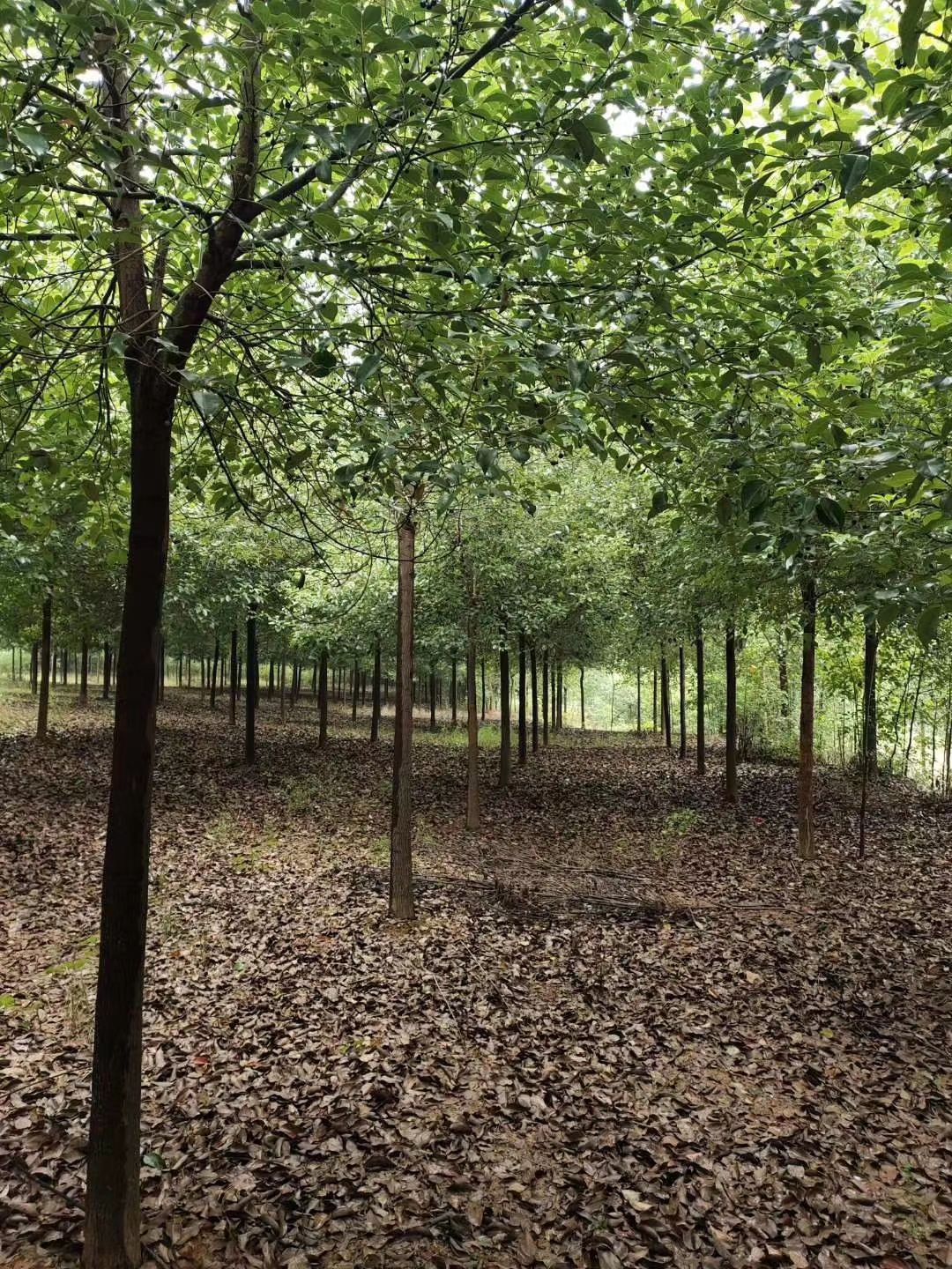 小叶樟  本公司常年出售各种规格的香樟，大叶，中叶，叶，都有