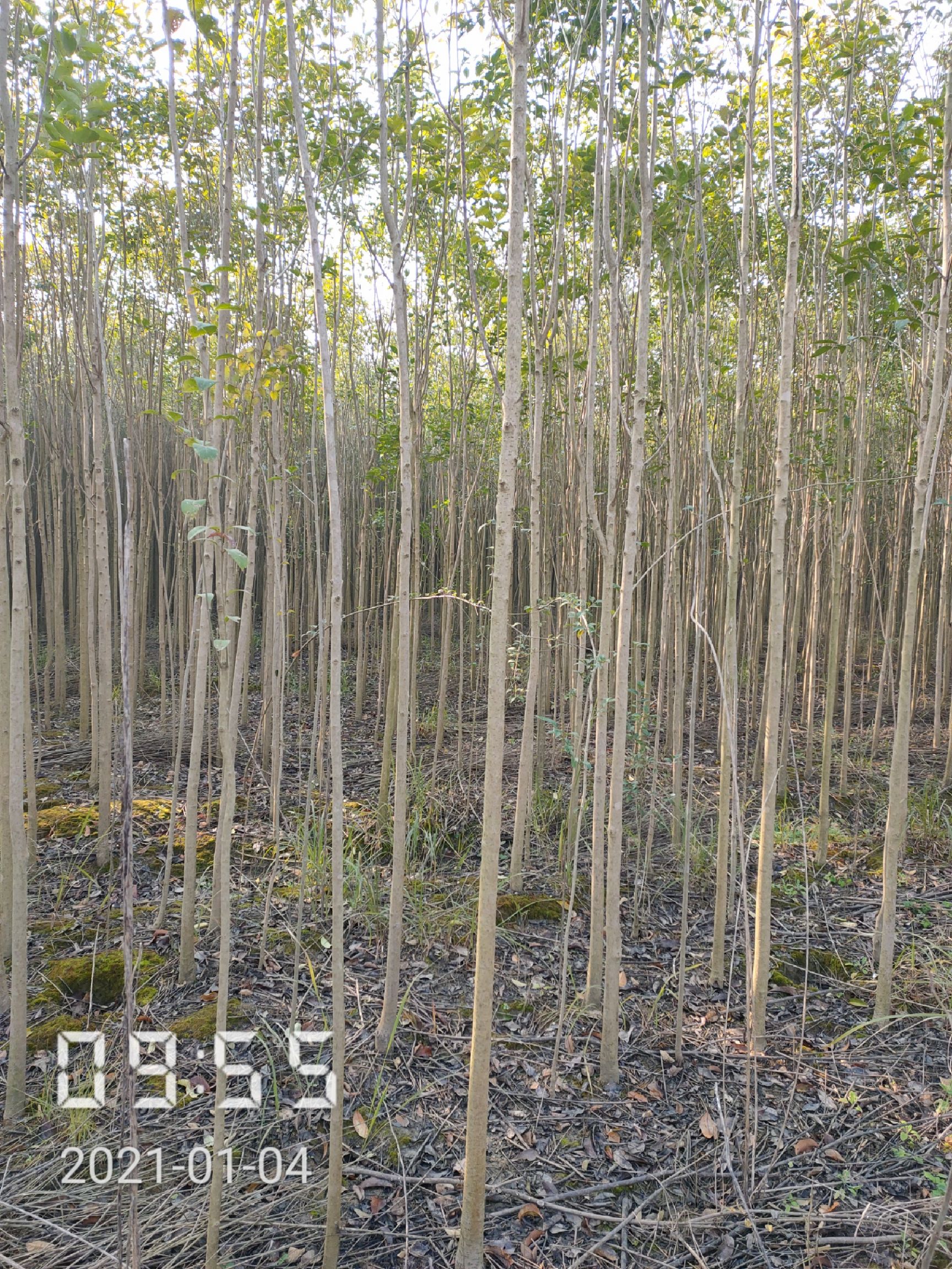 3-4公分的精品大叶女贞海量供应