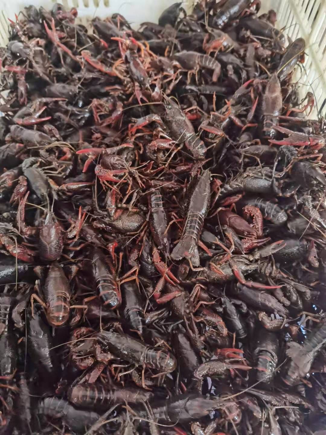 中国龙虾 龙虾货多多