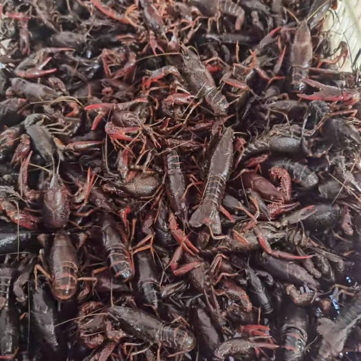 洪湖市中国龙虾 龙虾货多多