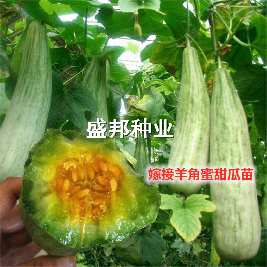 寿光市嫁接羊角蜜甜瓜苗 直根苗 裸根苗