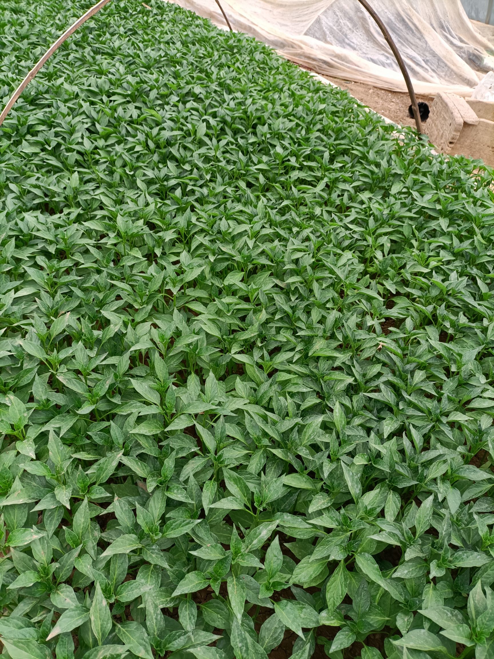 泡椒苗  苏椒五号超薄皮，产量高，口感好