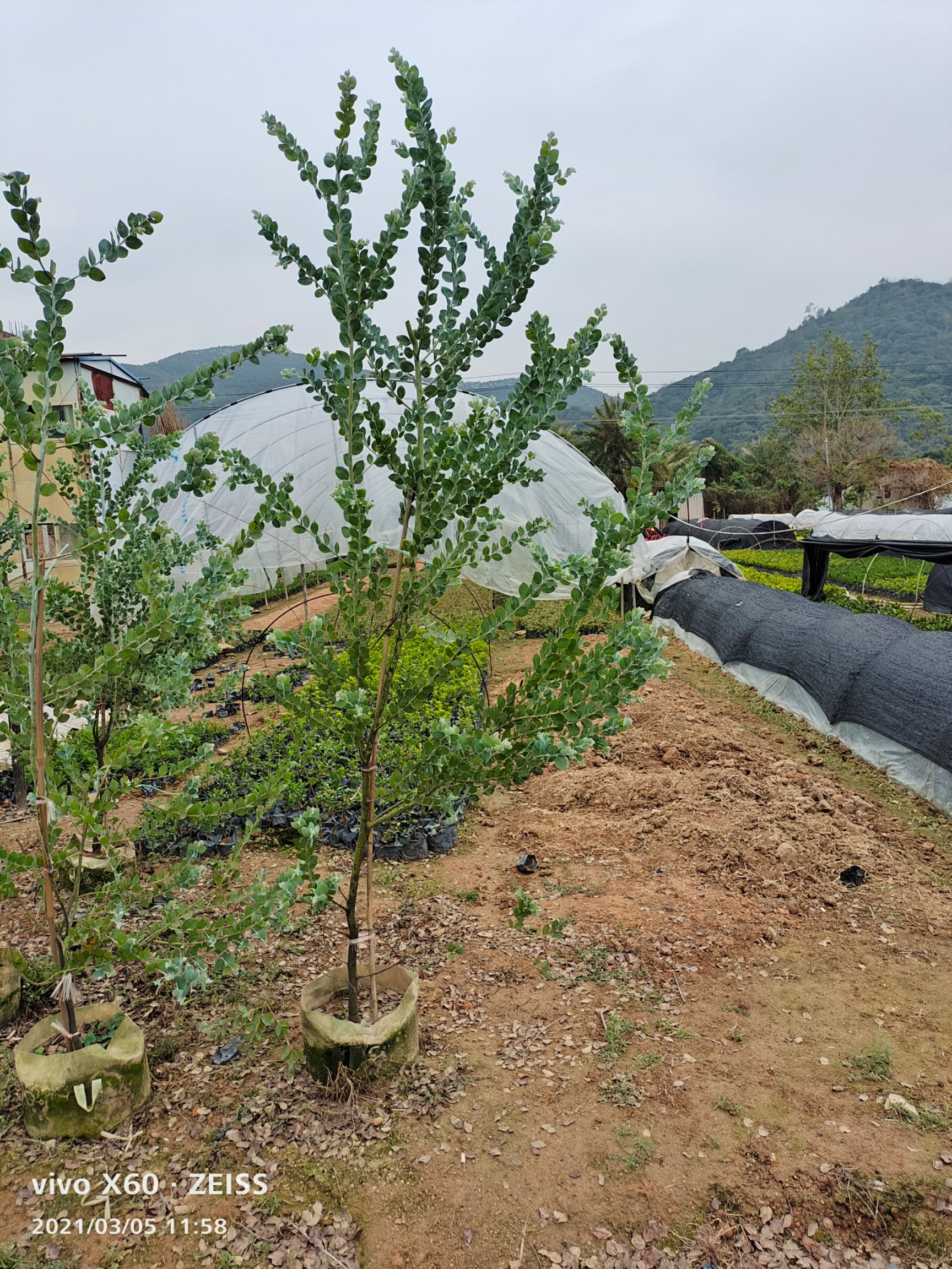 银合欢 珍珠相思，银叶金合欢