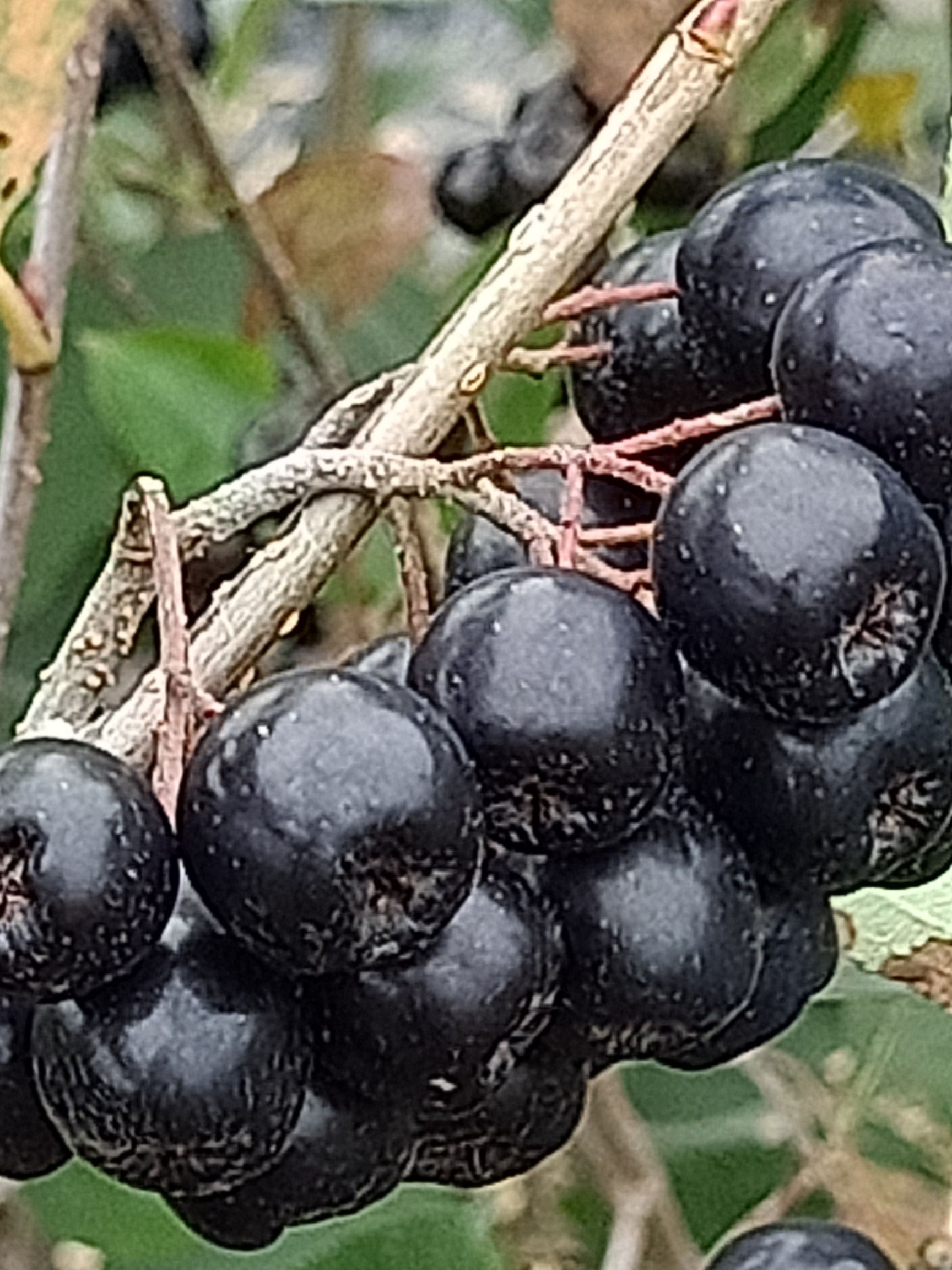 灯笼果苗  不老莓苗，常年批发不老莓苗，产量高，耐运输，做酒