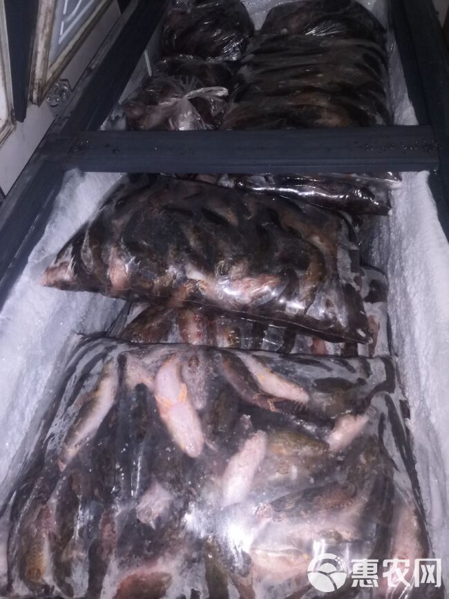 冰鲜笋壳鱼，保证质量，，常年供应，大量出售