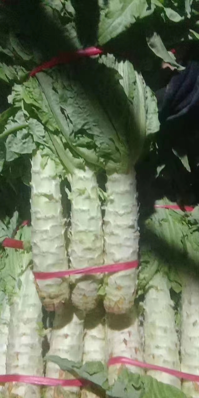 青香红尖莴笋苗，茶氏育苗有限公司，常年供应各种各样莴笋苗