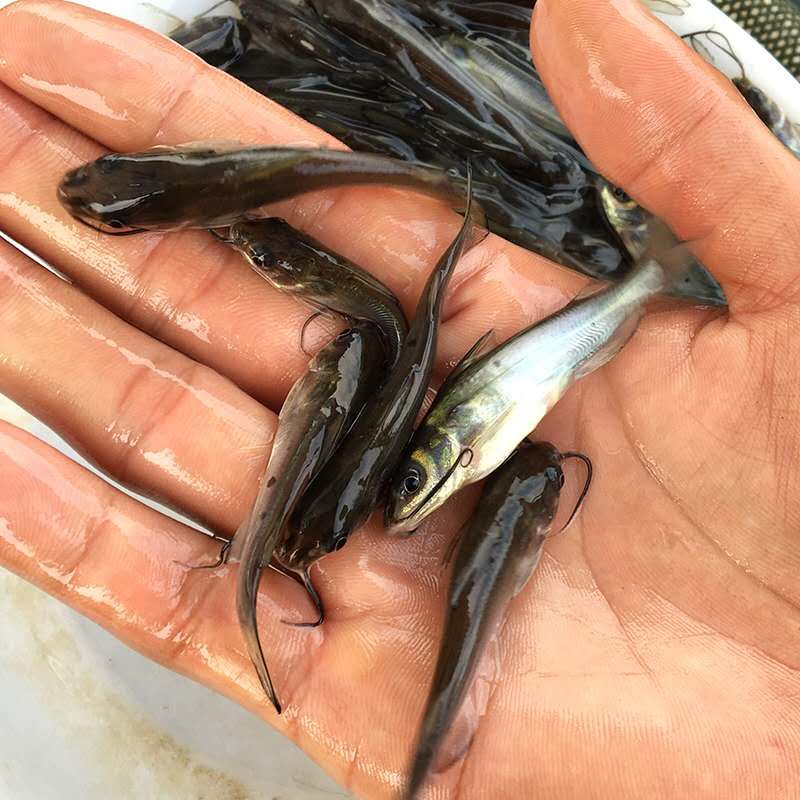 叉尾鮰鱼苗    钳鱼苗   叉尾鱼苗    美国斑点叉尾鮰