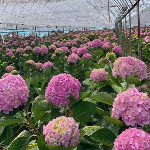 昆明无尽夏绣球  八仙花苗，绣球花苗， 无尽夏种苗 适用于园林绿化，盆栽种植