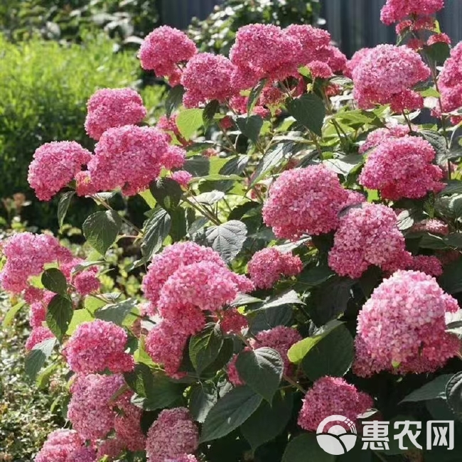 无尽夏绣球  八仙花苗，绣球花苗， 无尽夏种苗 适用于园林绿化，盆栽种植