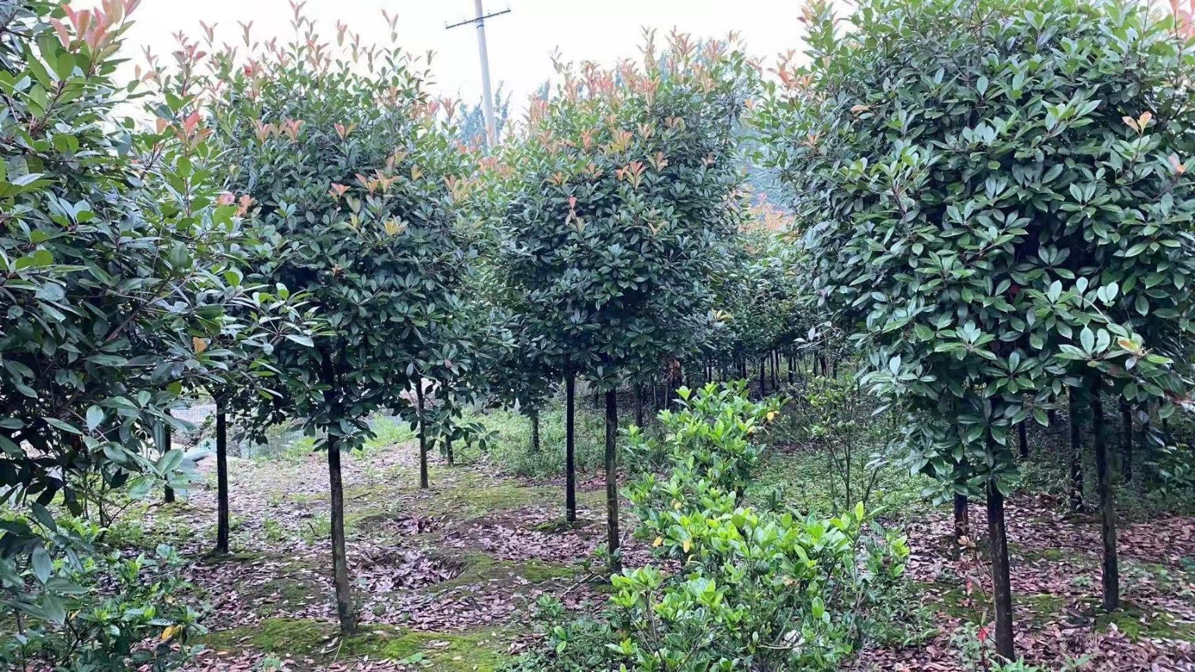  精品高杆红叶石楠