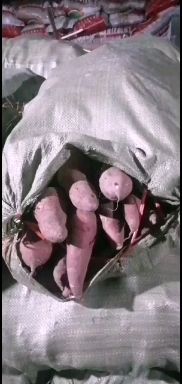  红薯种品种，商薯19，红皮白品质好口感香甜面，可做种薯，