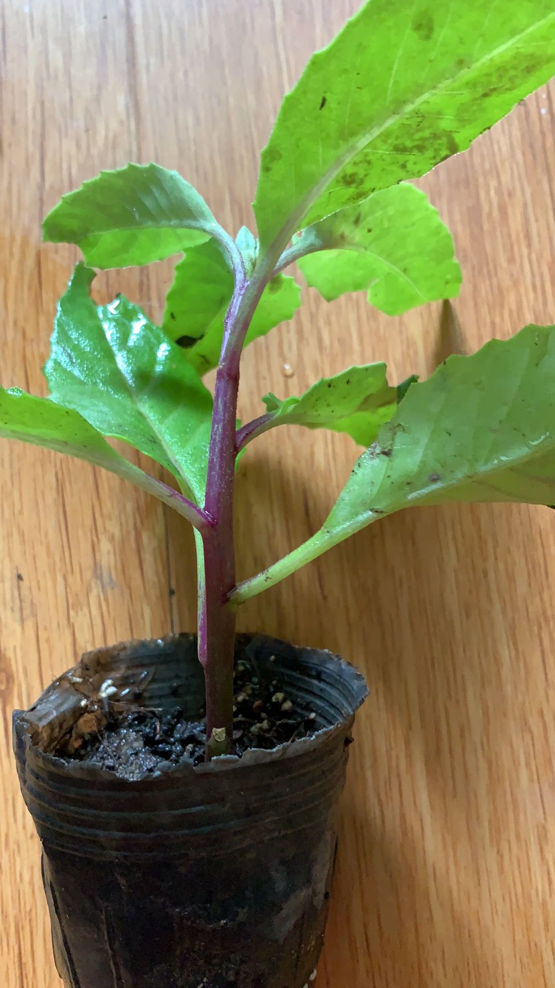 富贵菜  长寿菜，商丘200亩明月草/长寿菜/种植基地，欢迎合作