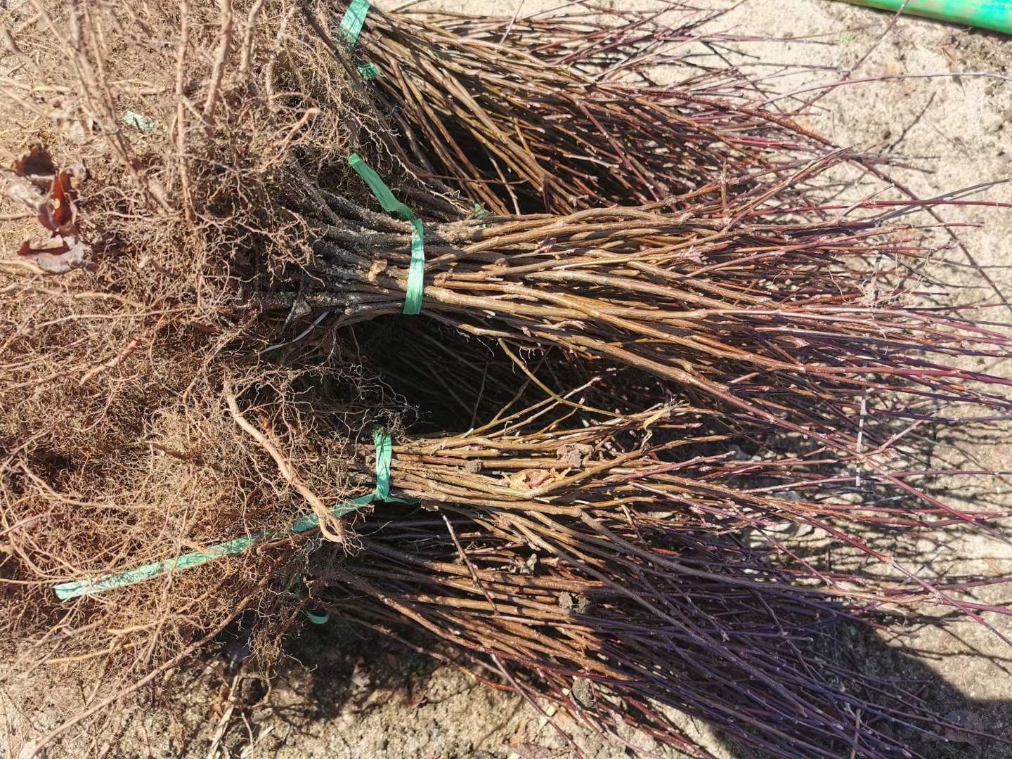 榆叶梅（鸾枝）庭院绿植 双花重瓣 扦插繁育 根系发达