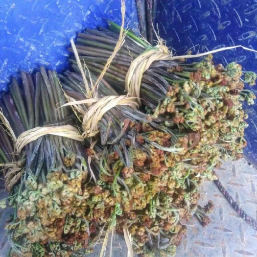 衡东县蕨菜 深山蔬菜自然生长