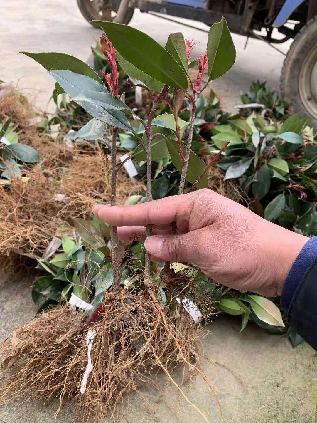 红罗宾  大量现货出售红叶石楠床苗营养钵大小杯品种
