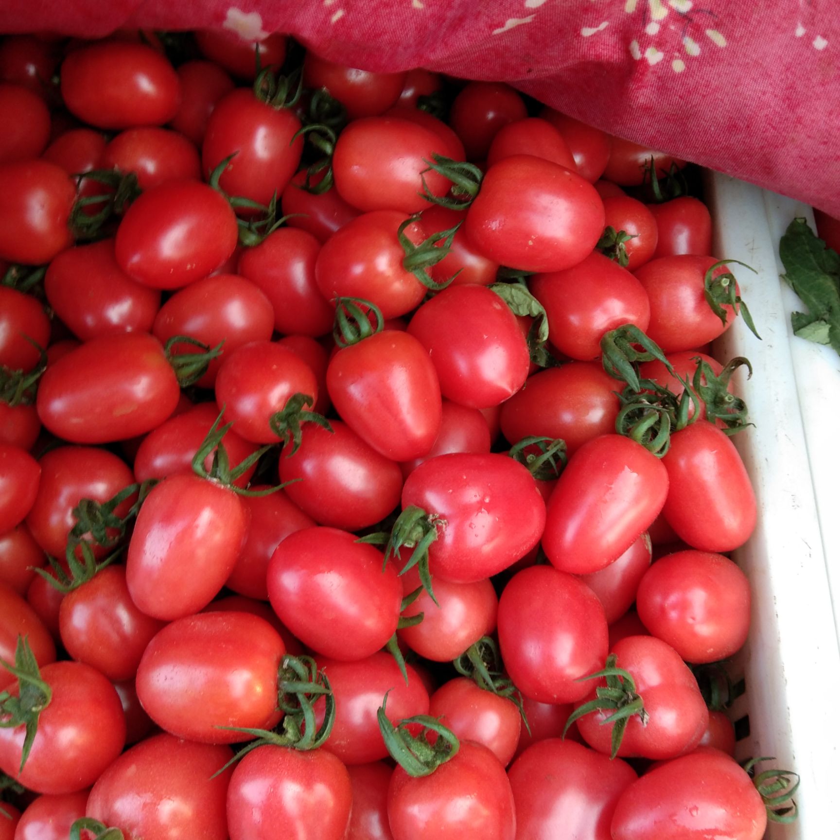 山东大型基地贝多芬 贝贝 、千喜圣女果口感香甜基地图片視频