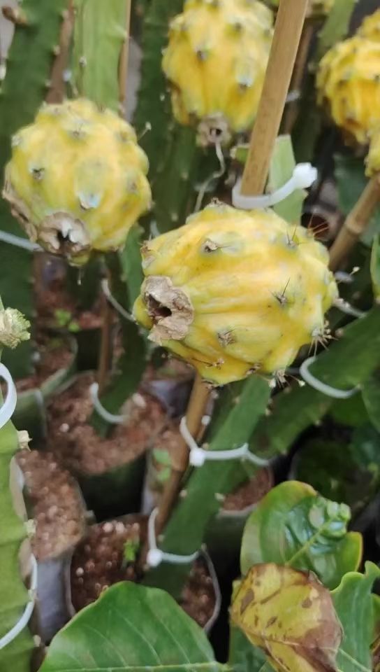 燕窝火龙果苗  燕窝火龙果，新产品。带根发货