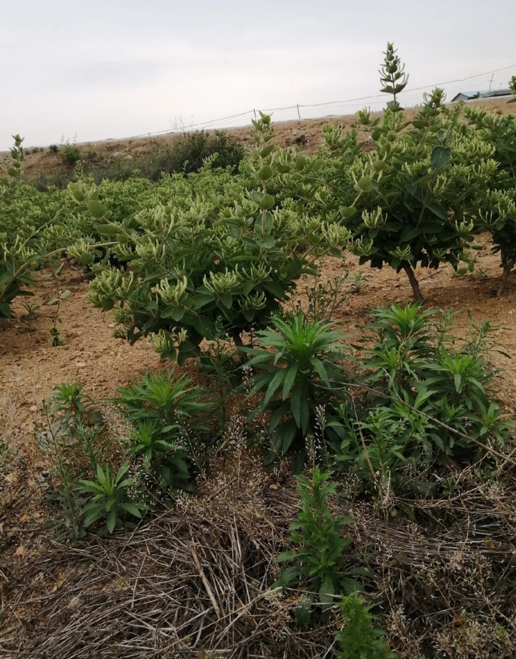 百花一号金银花苗 四季金银花，现挖现发两年苗，带分支，当年开花，南北方均可种植