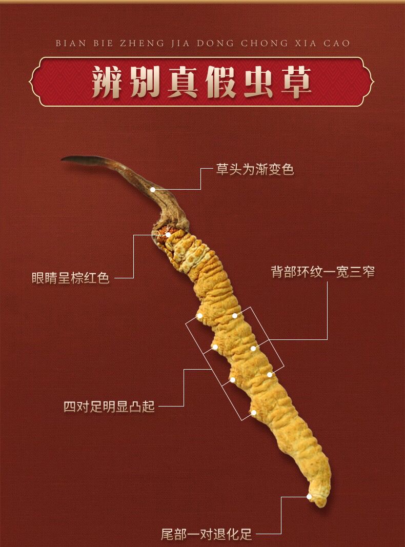 青藏冬虫夏草 高海拔正宗正品精选虫草礼盒装