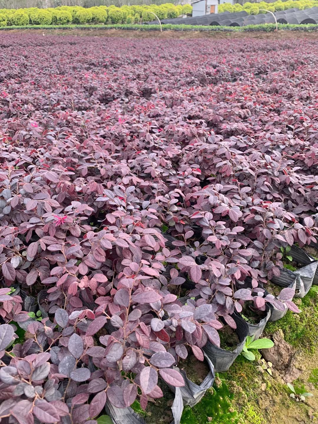 广东中山 红继木