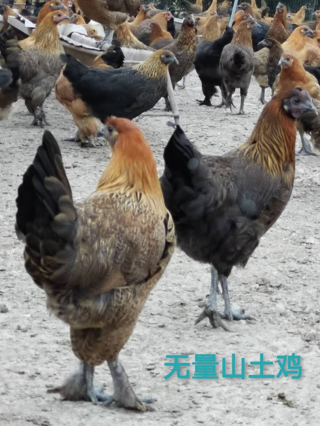 土鸡苗  孵化场直销无量山武定土鸡.黑（红）瑶鸡苗，