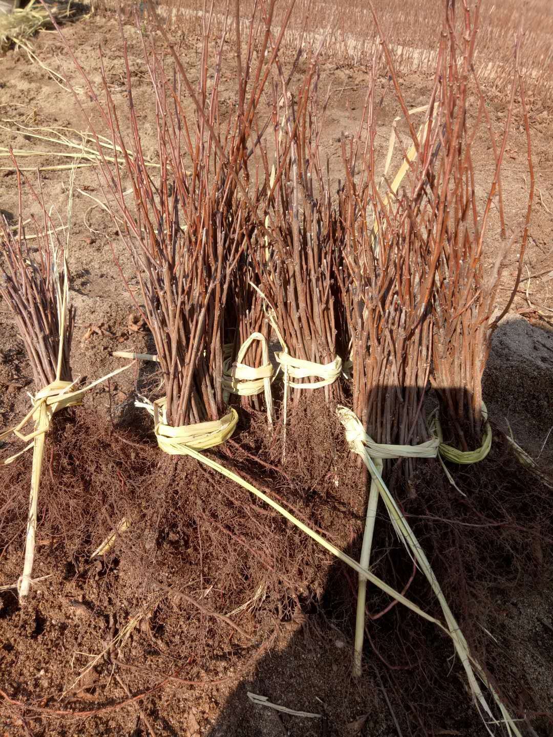榆叶梅（鸾枝）庭院绿植 双花重瓣 扦插繁育 根系发达