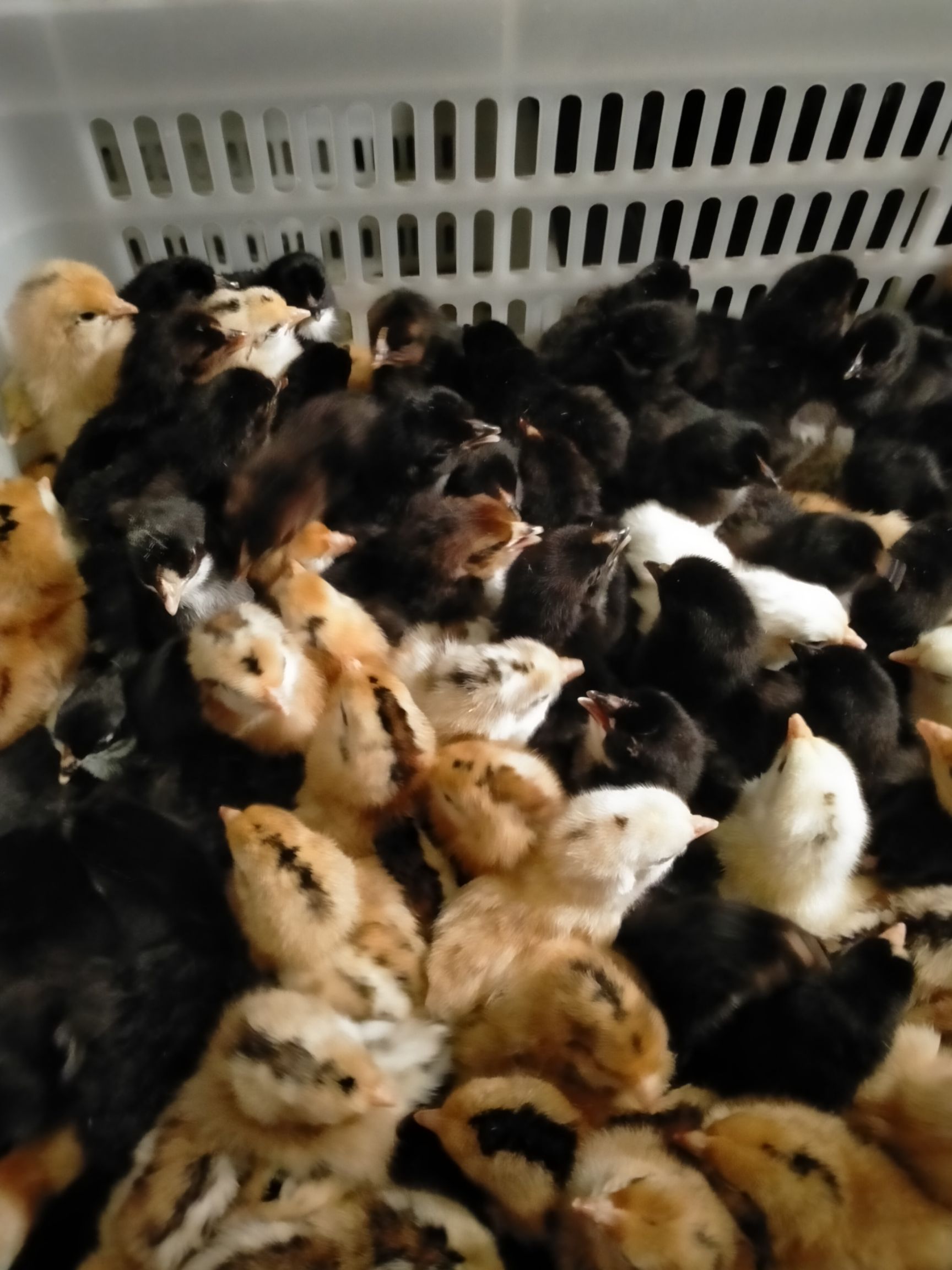 黑鸡苗  〖10000送100〗五黑鸡，黑凤土鸡苗