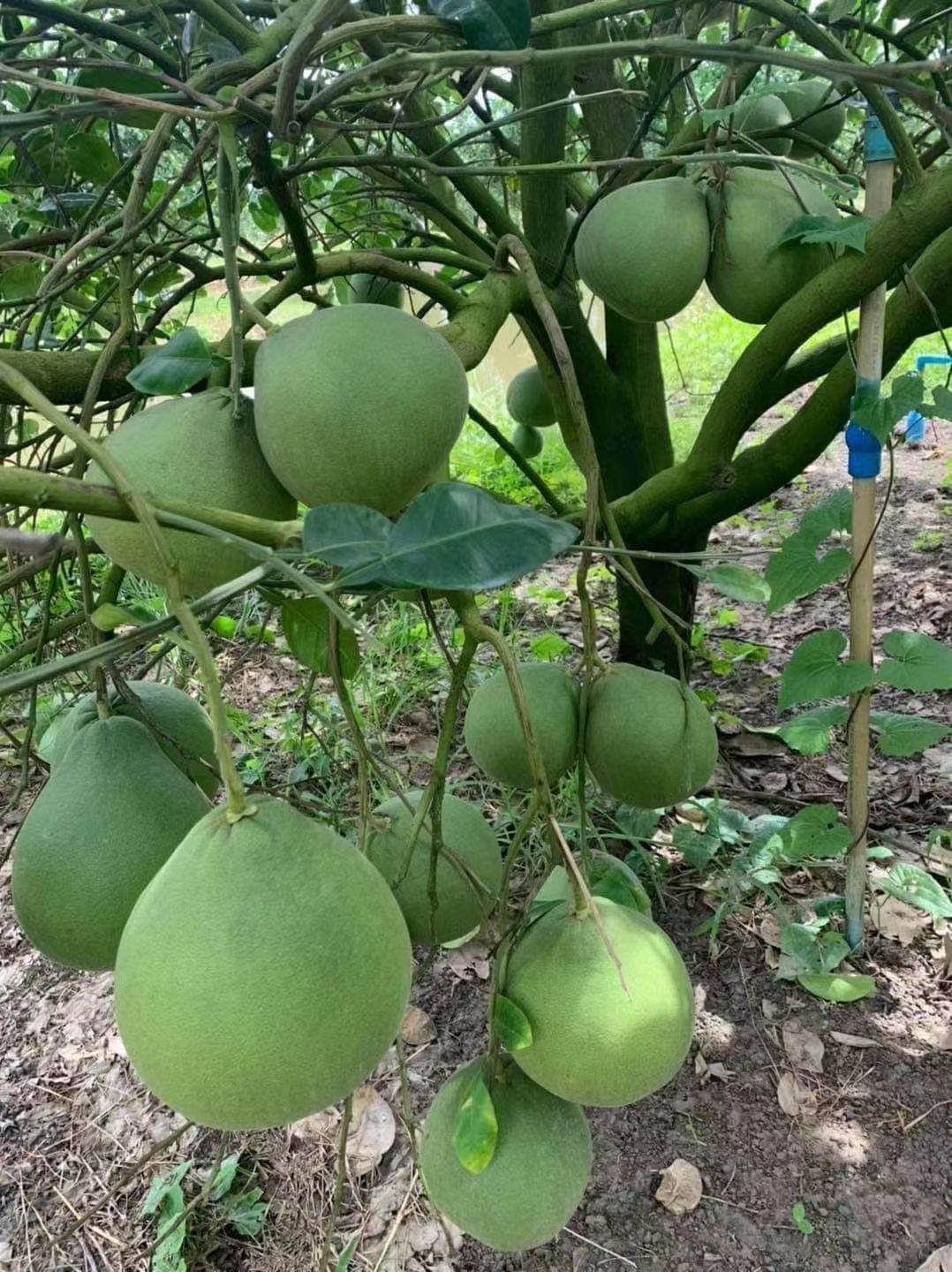 泰国红宝石柚苗 嫁接苗