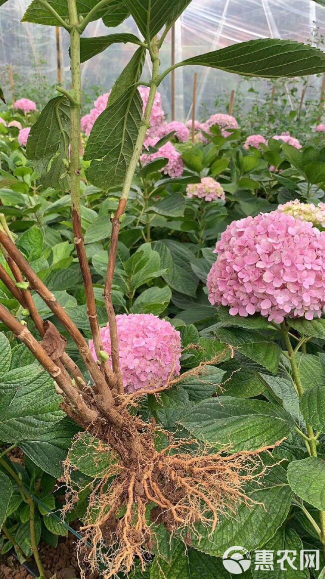 无尽夏绣球  八仙花苗，绣球花苗， 无尽夏种苗 适用于园林绿化，盆栽种植