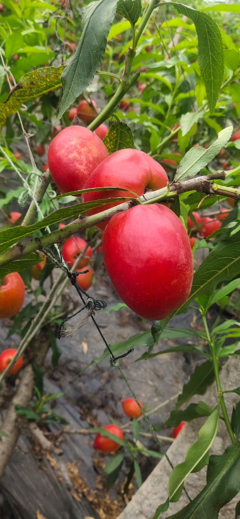 126油桃  油桃代办