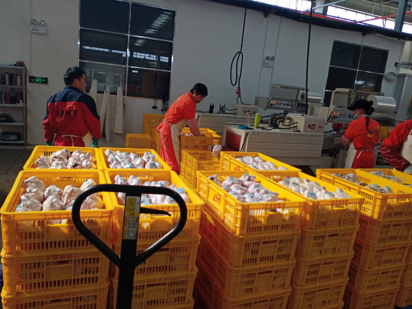 土鸡 大别山散养黄油老母鸡，净重2.4斤，36元/只