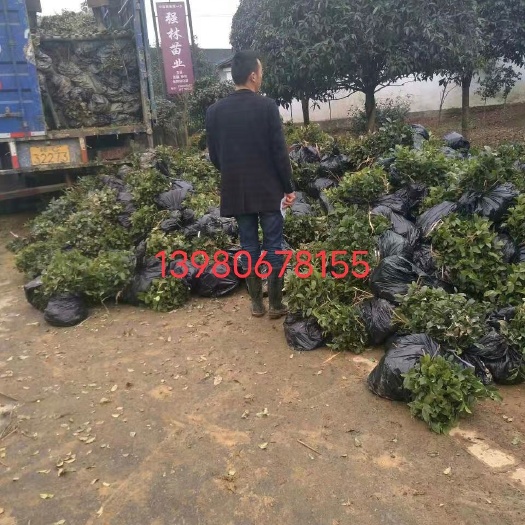 优质福选九号乌牛早龙井43名选131福鼎大白安吉白茶
