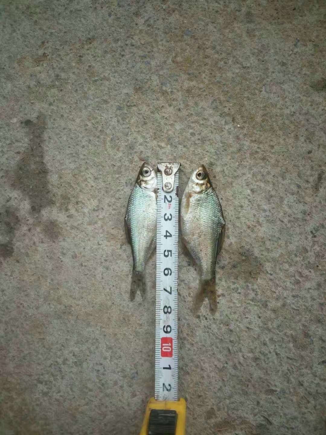 鳊鱼苗  边鱼苗  武仓边鱼苗  三角坊鱼苗  团头坊鱼苗